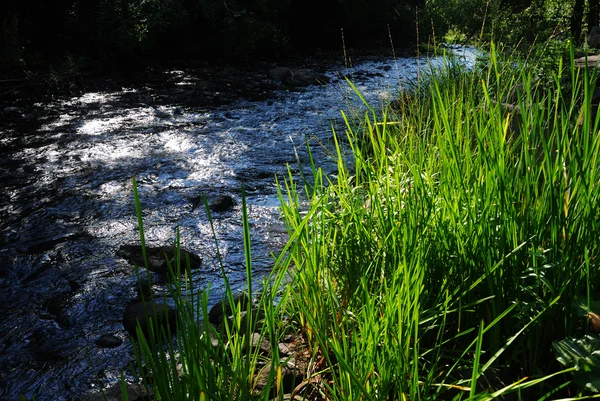 Snelle rivier en groen gras — Stockfoto