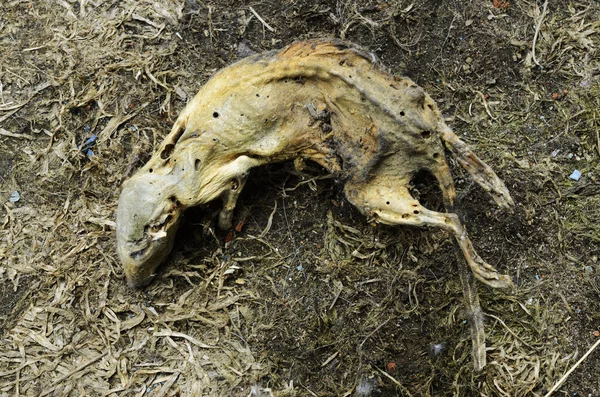 Отвратительная мертвая крыса на серой земле — стоковое фото