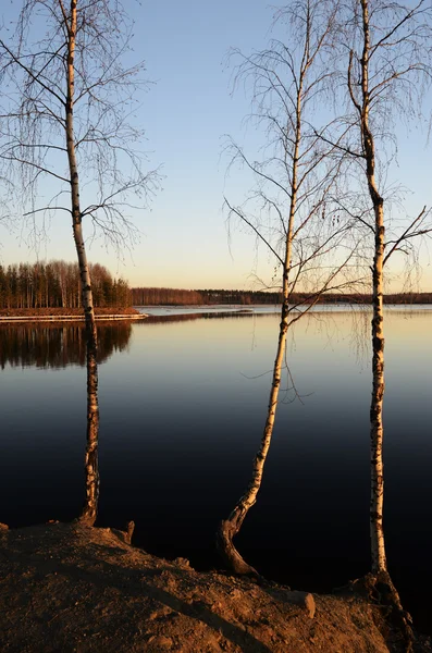 夕暮れ時の湖の木 — ストック写真