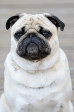 açık havada hem bir portresi