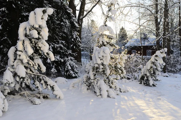 Зимовий пейзаж, соснові дерева, покриті снігом — стокове фото