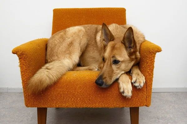 Brun hund liggande i den orange stolen — Stockfoto