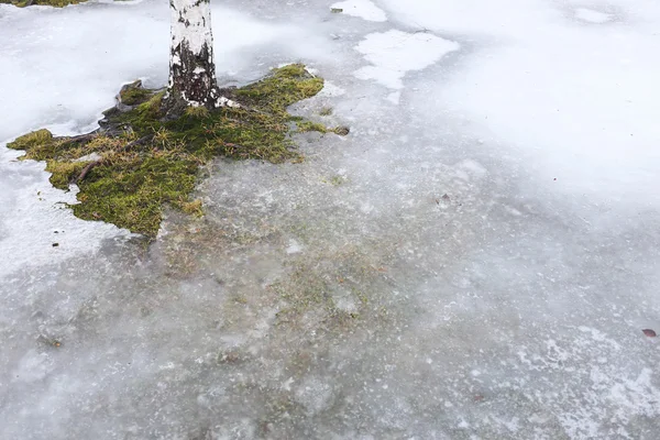 Podłoga jest pokryta z lodu i brzoza tułowia — Zdjęcie stockowe