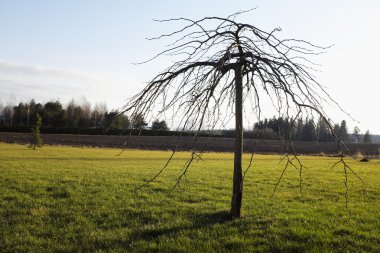 Yalnız ağaç kontur