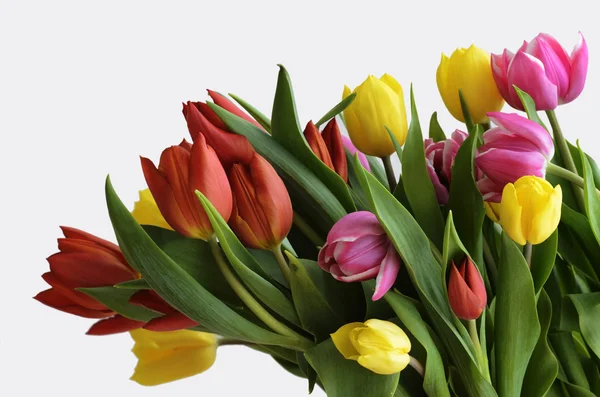 Жовті, червоні та фіолетові тюльпани на білому — стокове фото
