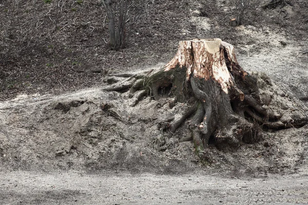 Pařezy pokácených stromů v parku — Stock fotografie