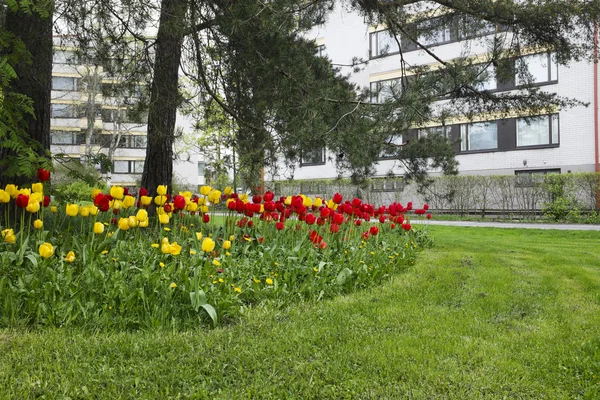 Cama de tulipanes, césped y pinos en una zona residencial —  Fotos de Stock