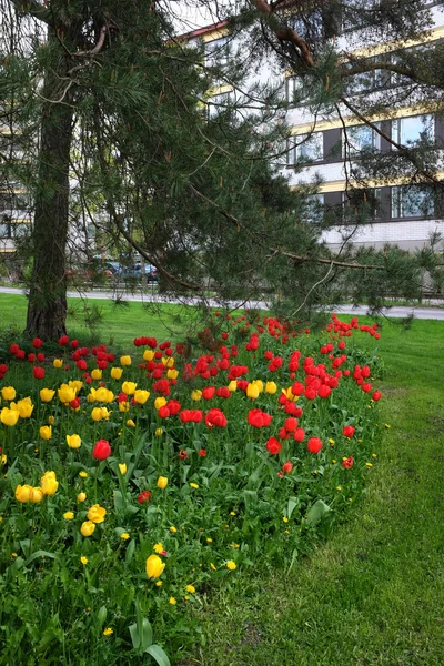 Beet aus Tulpen, Rasen und Kiefern in einem Wohngebiet — Stockfoto