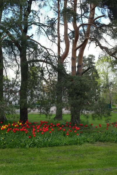 Bed of tulips, lawn and pine trees in a residential area — ストック写真