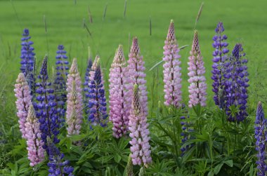 blooming lupines on the side of road