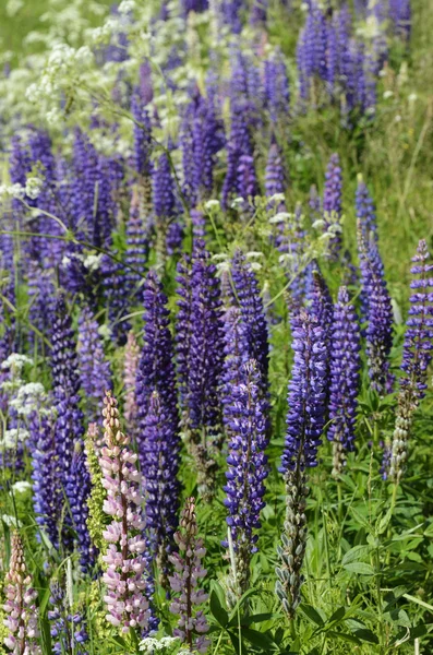 Blooming lupines in June — Stok fotoğraf