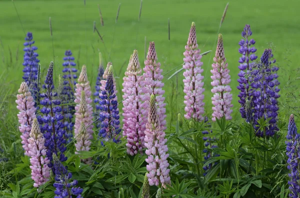 Blooming lupines on the side of road — Stok fotoğraf