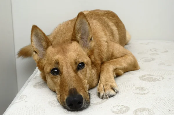 Brown mongrel dog lying on a bed — ストック写真