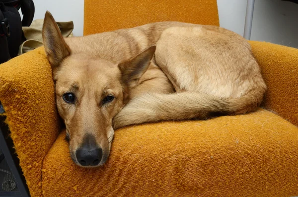 Cão mestiço marrom deitado na cadeira laranja — Fotografia de Stock