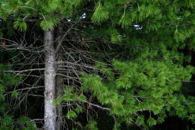 Şube ve sedir gövdeleri