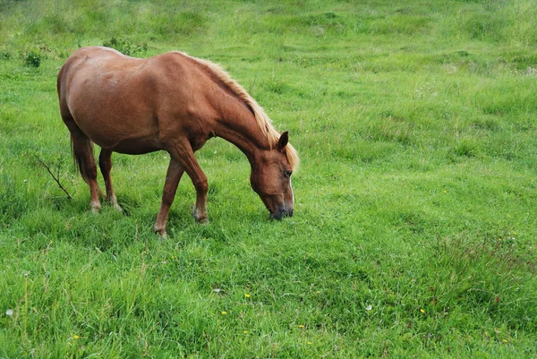 Pferd frisst Gras auf einer grünen Wiese — Stockfoto
