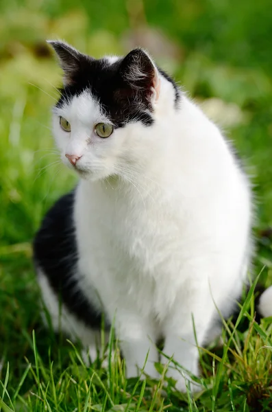 Kat op zoek weg tegen een groene achtergrond — Stockfoto