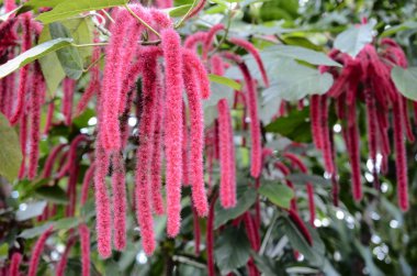 Chenille plant, flowers of Acalypha hispida clipart