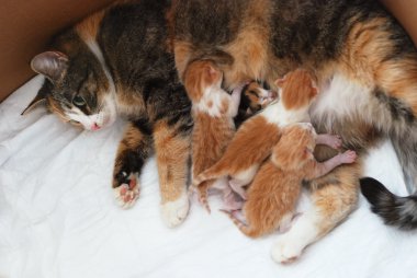 kedi küçük kedi yavrusu besleme 