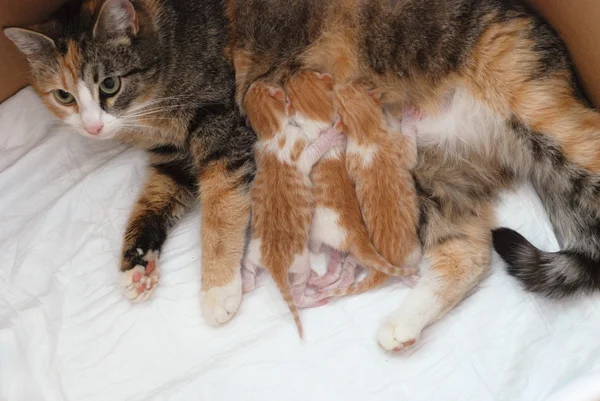 Katze füttert kleine Kätzchen — Stockfoto