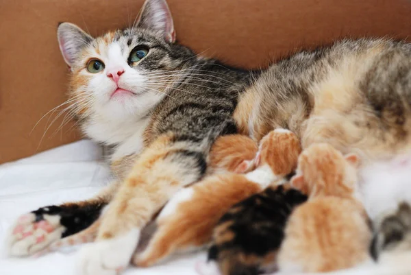 Katze füttert kleine Kätzchen — Stockfoto