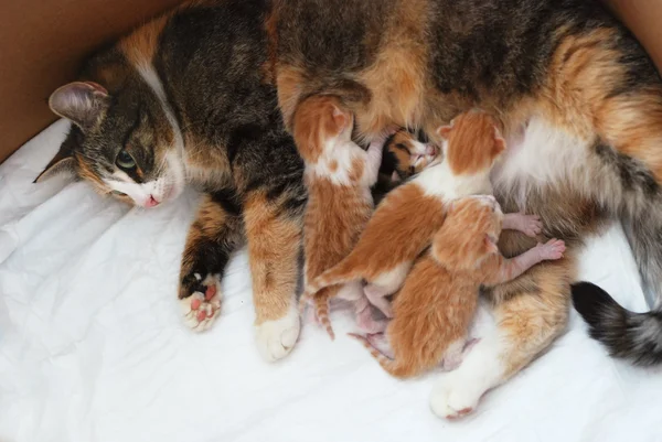 Gatto che nutre piccoli gattini Fotografia Stock