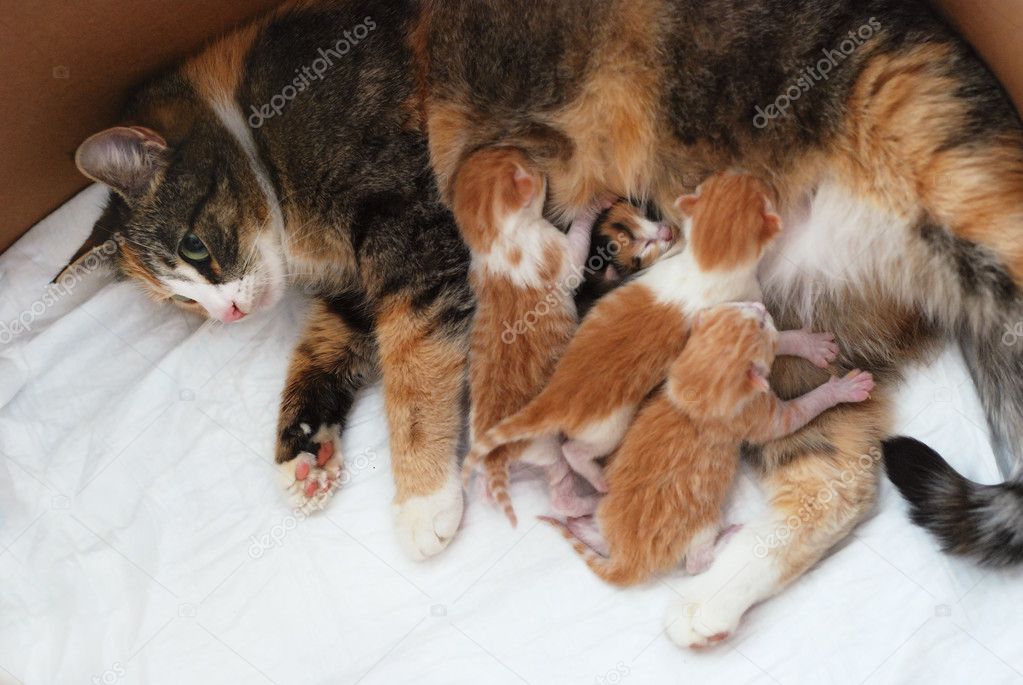 cat feeding little kittens 
