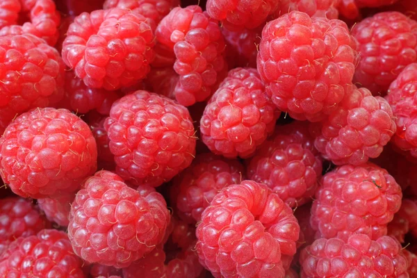 Fresh berries Raspberry European, Rubus idaeus — Stock Photo, Image