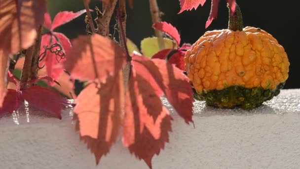 Жовтий зелений кабачок з прищами і листя радикалів восени — стокове відео