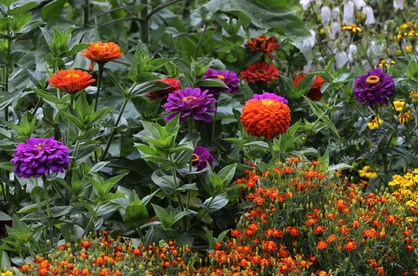 Beau lit de fleurs multicolores dans le jardin — Photo