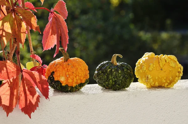 Three small pumpkins and rad leaves in autumn — Stock Photo, Image