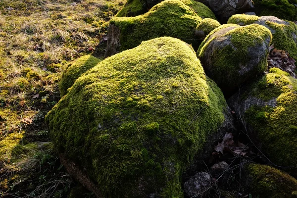 杂草丛生的苔藓石头 — 图库照片