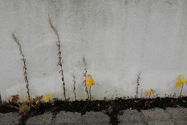 Welke Pflanzen auf dem Hintergrund eines Betons — Stockfoto