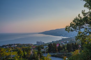 şirin lama alpaka hayvan portre portre