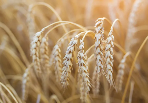 Espigas de oro de trigo bajo el cielo — Foto de Stock