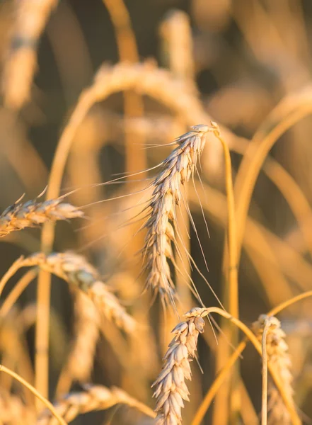 Gouden oren van tarwe onder hemel — Stockfoto