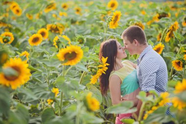 bir alanda iki ayçiçeği