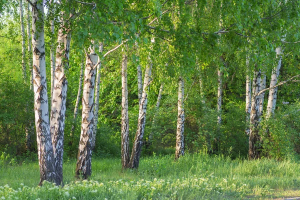 Floresta de bétula à luz solar — Fotografia de Stock