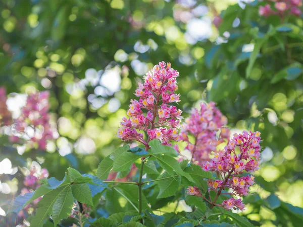 Flor de castaño — Foto de Stock