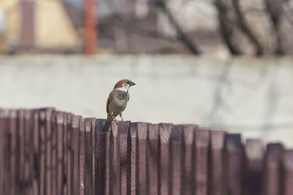House sparrow perched — Stock Photo, Image