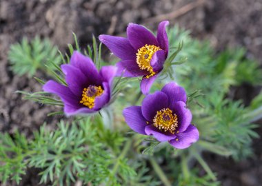 Doğal bitkisel arka plan.