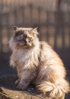 Kabarık Farsça kedi.