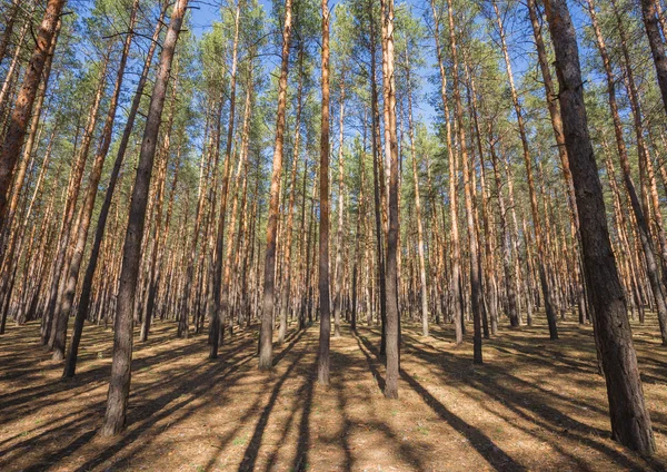 Grüner Waldhintergrund — Stockfoto