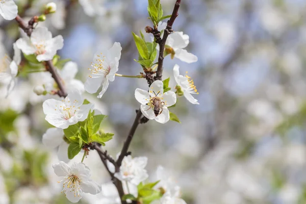 Manzano Malus pumila en DOF pequeño — Foto de Stock