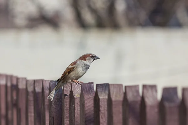 Σπίτι sparrow σκαρφαλωμένο — Φωτογραφία Αρχείου