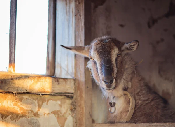 Funny goats portrait on a green sunny — Stock Photo, Image