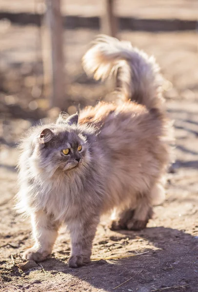 Kabarık Farsça kedi. — Stok fotoğraf
