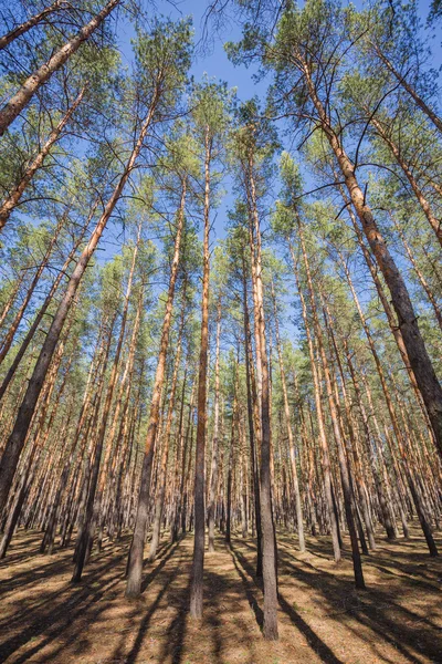 Grüner Waldhintergrund — Stockfoto