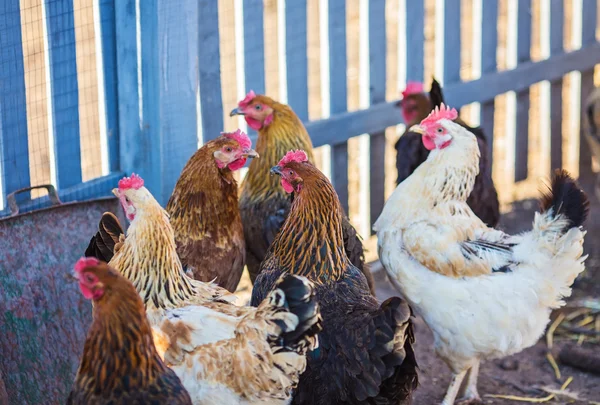 Roosters walking on the street — Stock Photo, Image