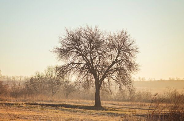 birch forest in sunlight